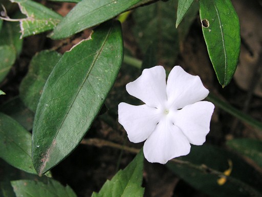 หูปากกา Thunbergia fragrans Roxb.<br/>ACANTHACEAE